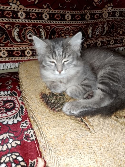 Отдам кошечку в добрые руки