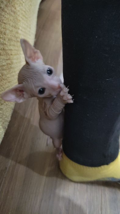 Лысики Сфинксы уже готовы