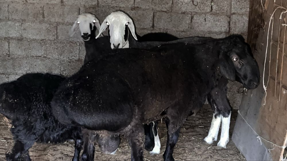 Qurbonlik uchun uyda boqilgan qo’chqorlar sotiladi