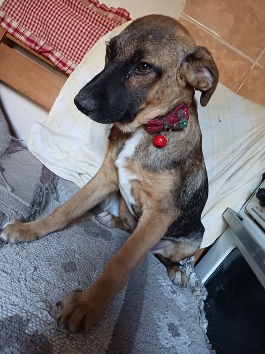 Подарява кученце Люси