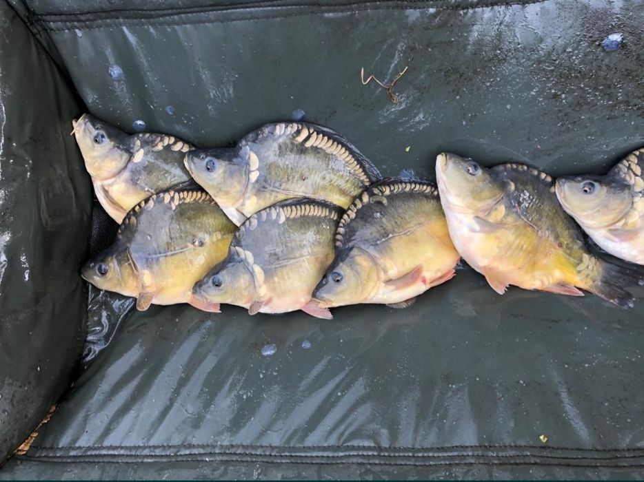 Puiet crap, lin, cten