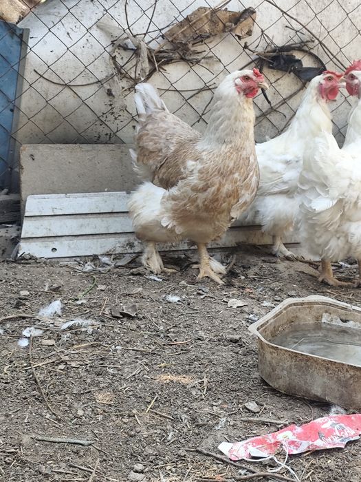Продам кур Брамы Орпингтоны