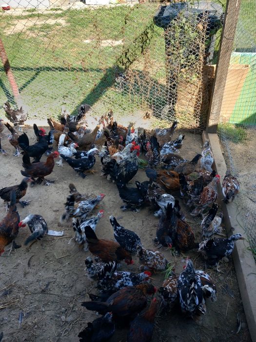 De vânzare gaini pitici mi de flori! Preturile variază în funcție