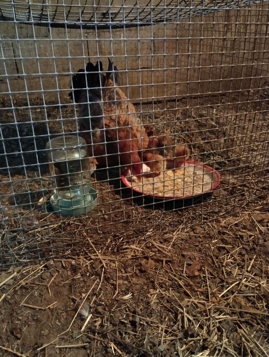 Инкубационные яйца Кучинских кур