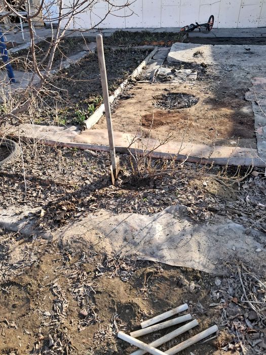 Продам саженцы смородина