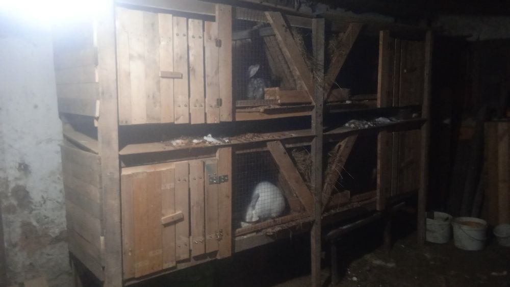 Инвестиции кролиководство