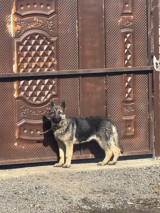 Продам восточно европейскую овчарку