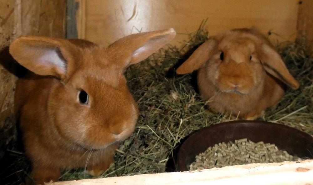 Iepuri berbec pitic rosu