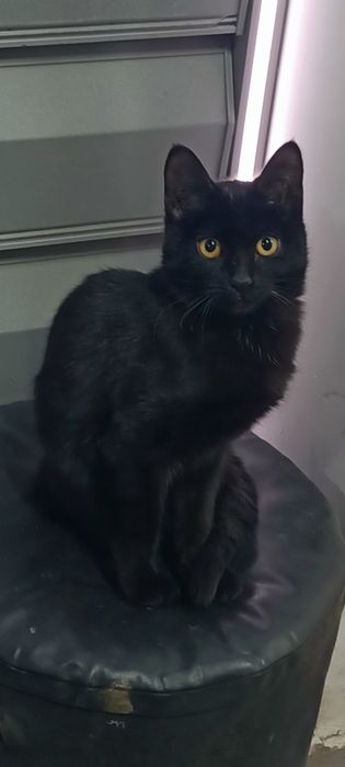 Отдам кота в добрые руки