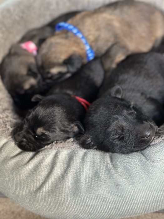 Щенки  бельгийской овчарки