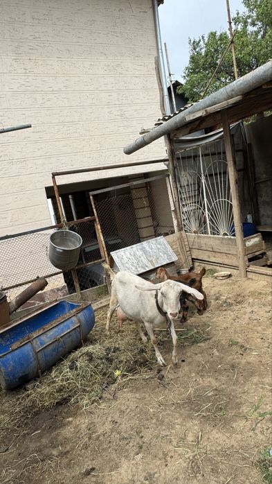 Козы Англо-нубийская