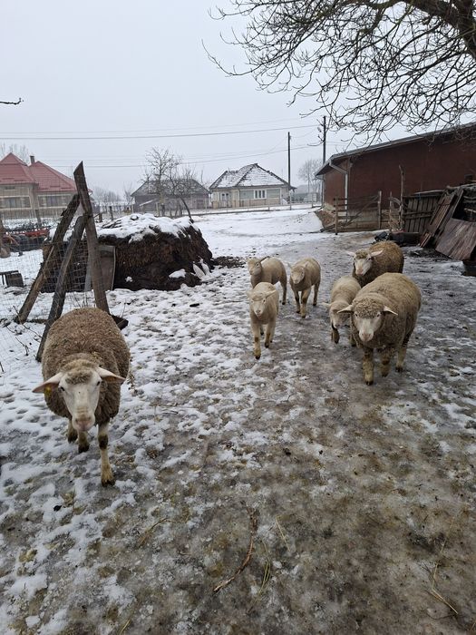Vând oi il de franse