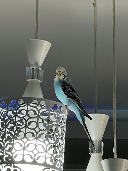 Волнистый попугайчик