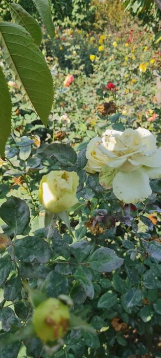 Атиргул кучатлари сотилади