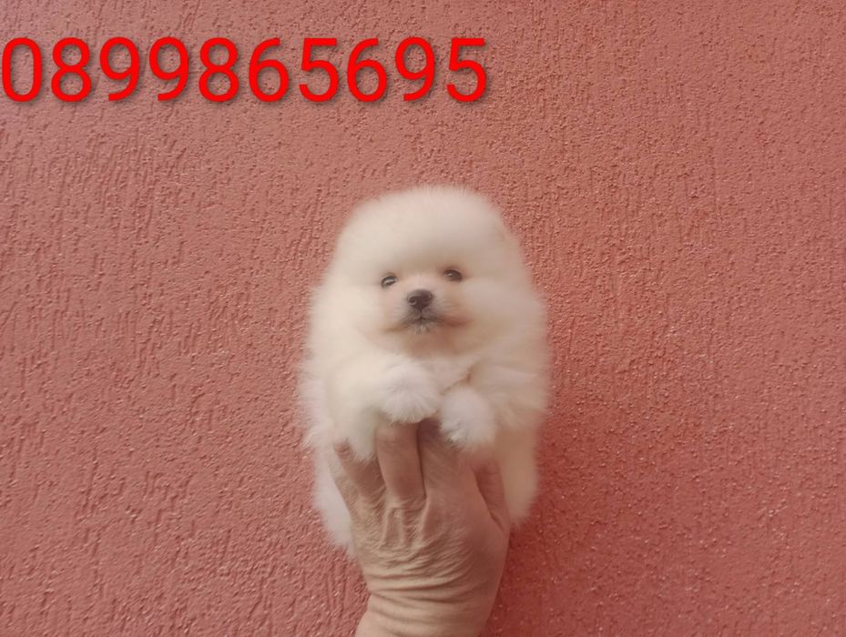 Момиченце. Померан. Реални снимки!