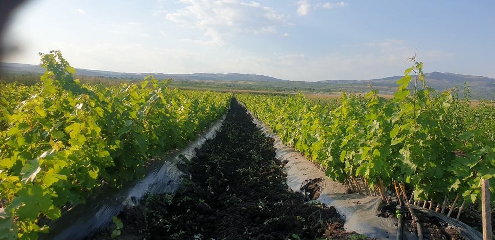 Pomi fructiferi și butasi vita de vie