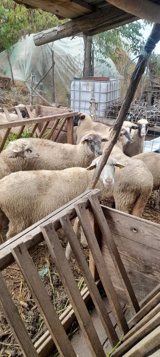 Vand oi si berbecuti
