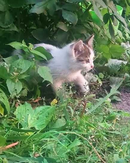 Котята ищут хозяина