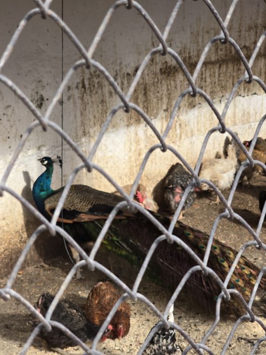 Павлин продаю срочно