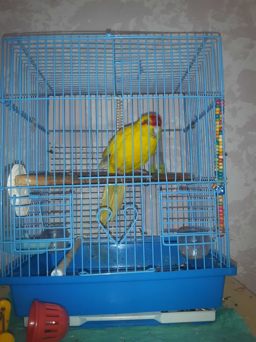 Продам попугая Карелии