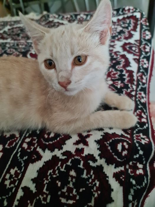 Отдам котика подростка в хоошие руки