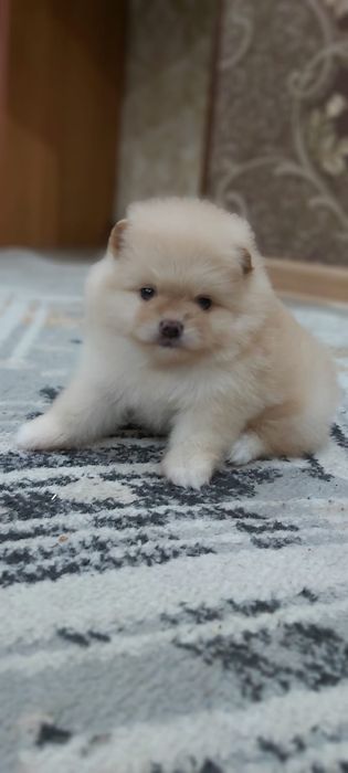 Кремовые шпицы кукольные