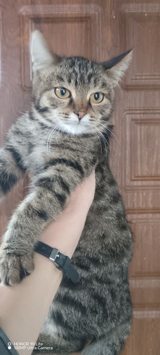 Отдам катенка в добрые руки
