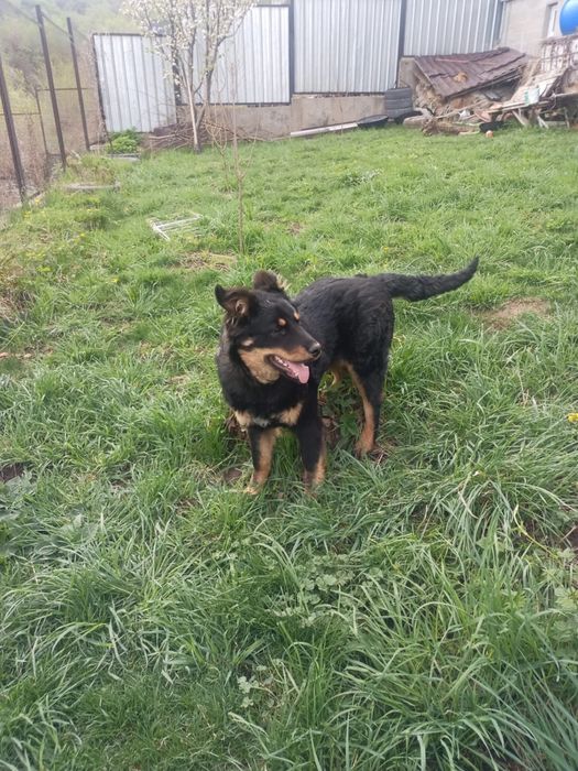 породистая собака отдаем в хорошие руки