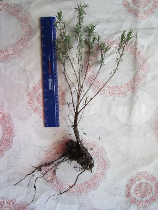 Butasi de lavanda si tufe