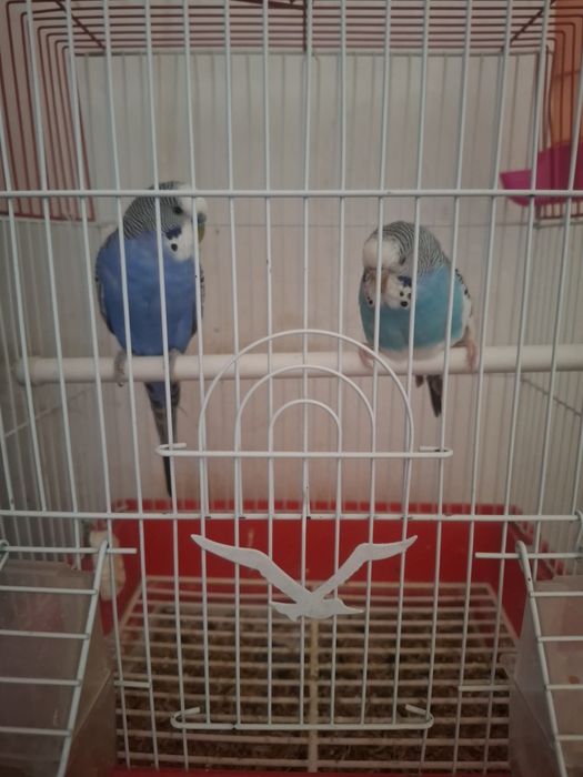 Срочно продам попугая