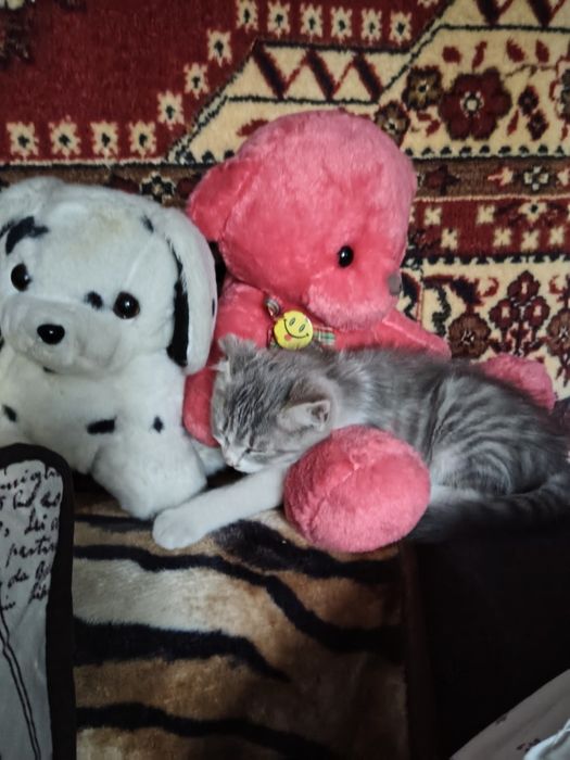 Пристраиваются котята  ( девочки )