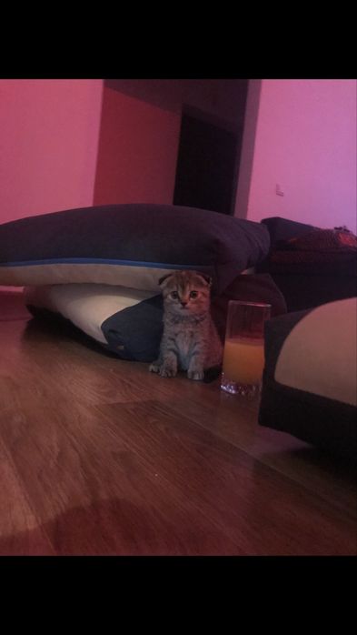 Кошечка на вязку