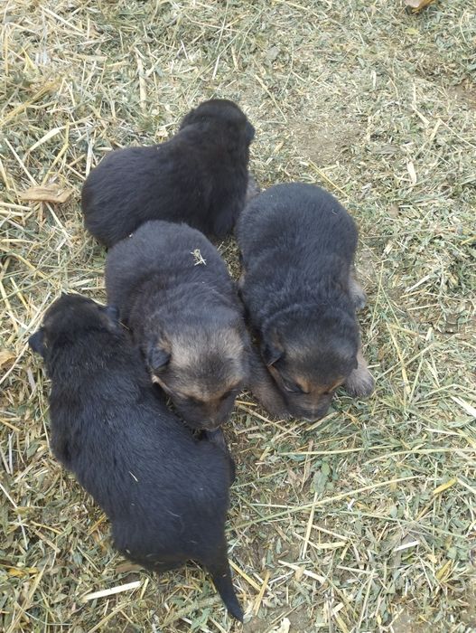 Afcharka bolalari sotiladi