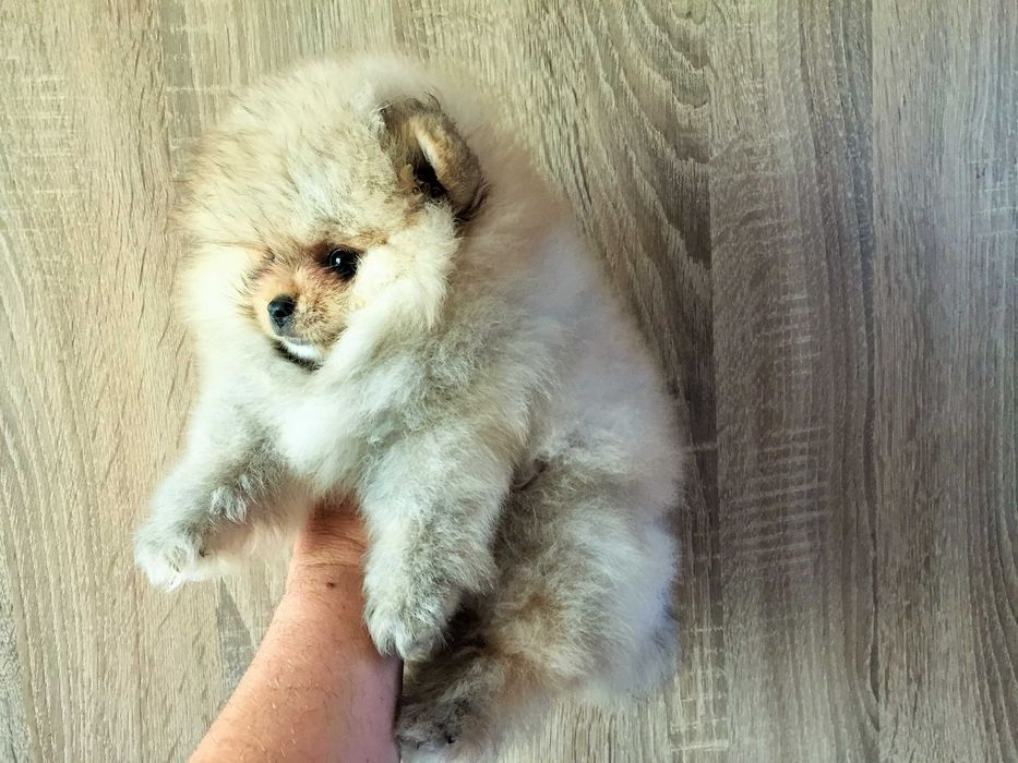 Померан мини Померанчета