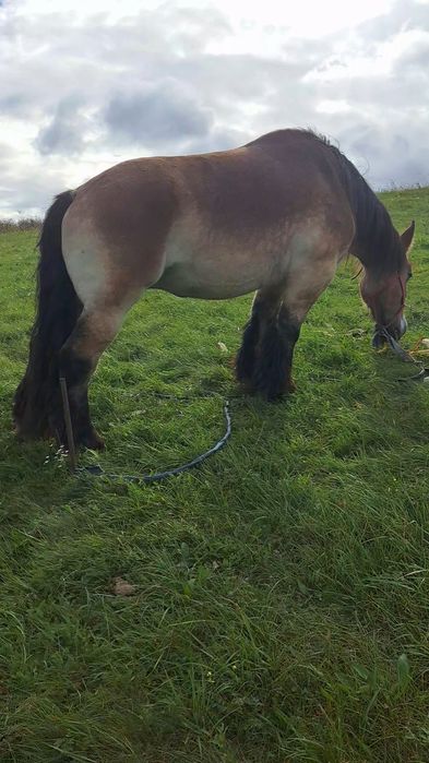 Iapă ardeneza de 1000 kg