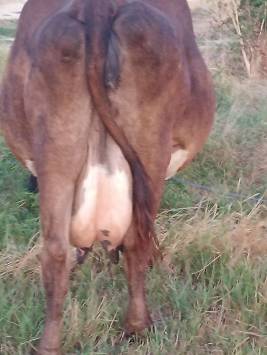 Vând vaca cu vitel fatata de 3 zile