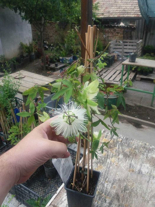 Пасифлора – изящна екзотика за вашата градина и тераса