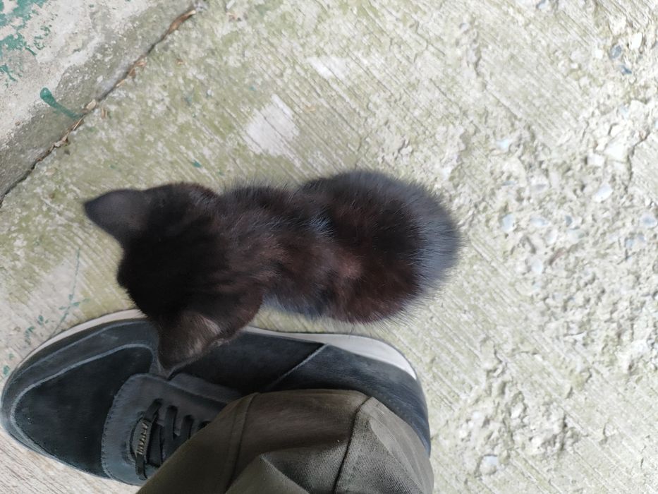 Черный котёнок, 1,5 месяца