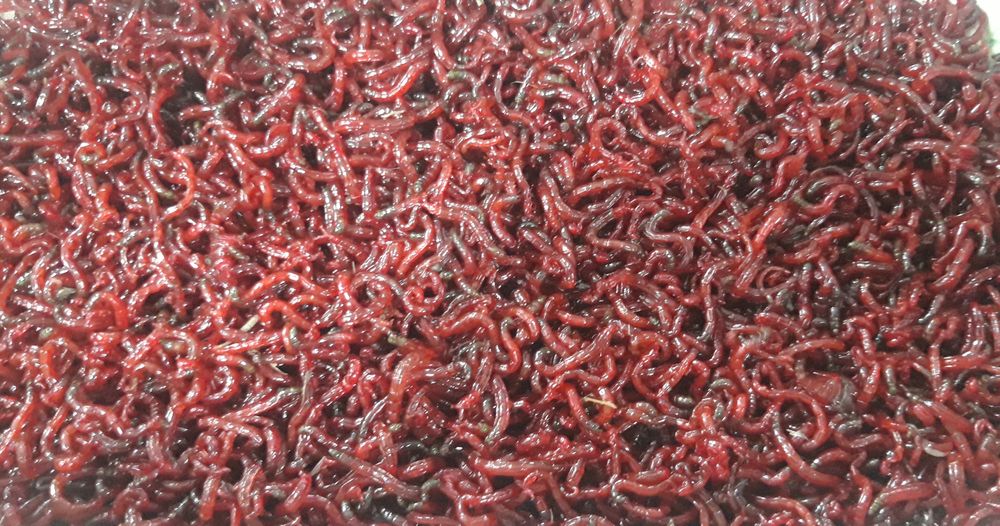 Мотыль, бармаш, живец