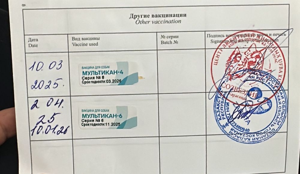 Немецкий щпиц белый