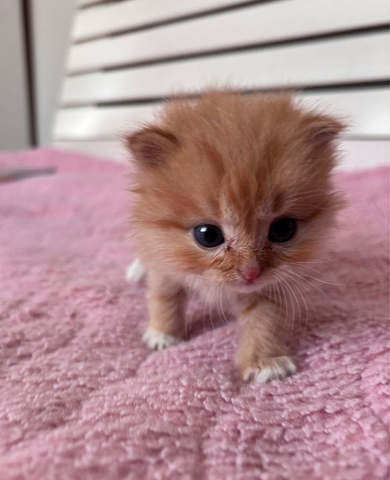 Срочно отдам котенок!