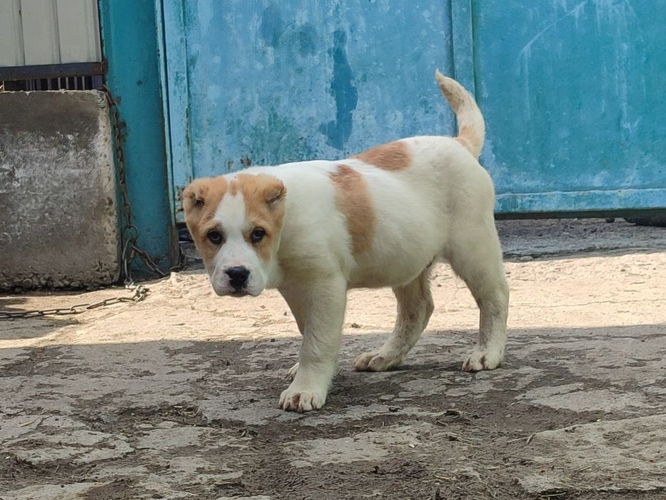 Шикарная девочка САО Алабай