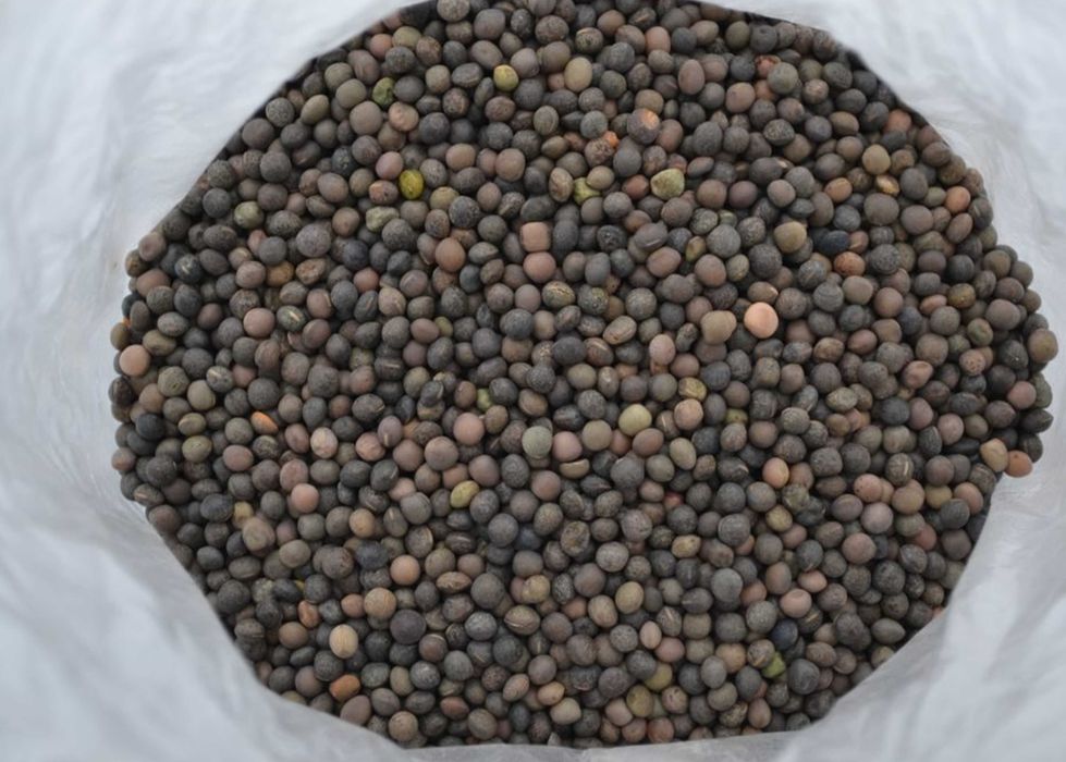 Культура вика зерновых фото Культура вика зерновых фото