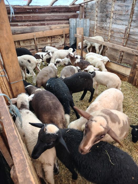 Агнета ,шилета , коч на 2години