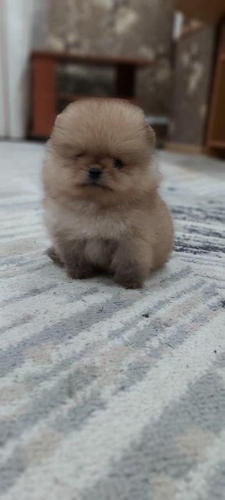 Шпиц мальчик мини