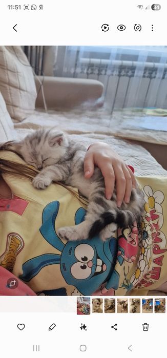 Продаются котятам