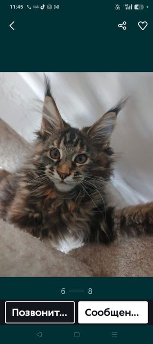 Котята Мейн Куны