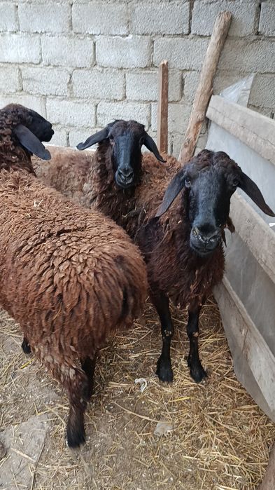 Қўйлар сотилади ҳаммаси ёш