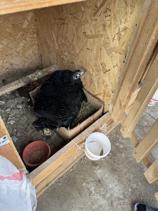 Квочку продаю