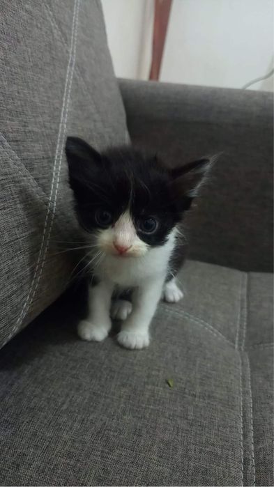 Отдам котят в хорошие руки